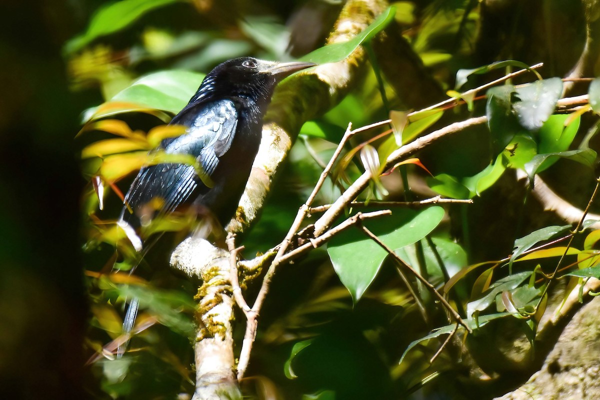 Өрвийт доронго - ML646741869