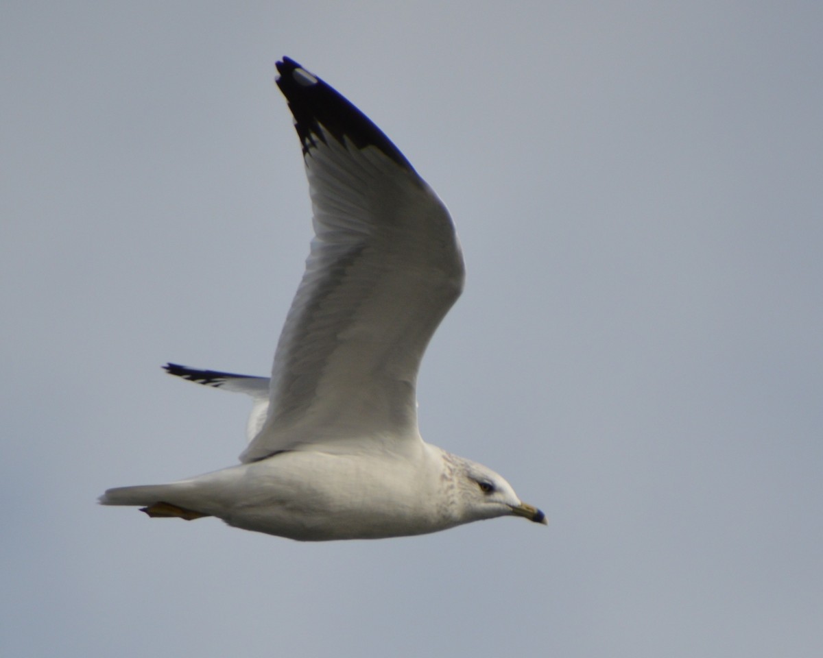 Ring-billed Gull - ML646741871