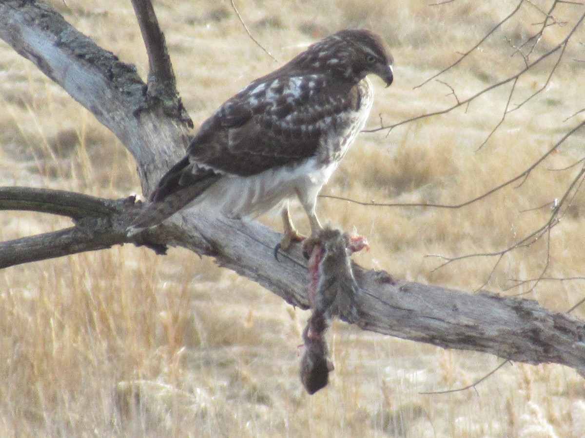 Buse à queue rousse - ML646741872