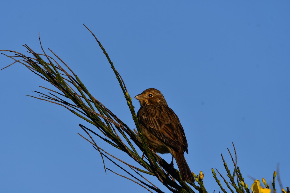 Corn Bunting - ML646741874