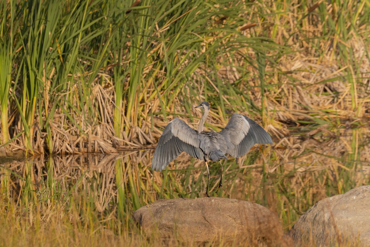 Great Blue Heron - ML646741875