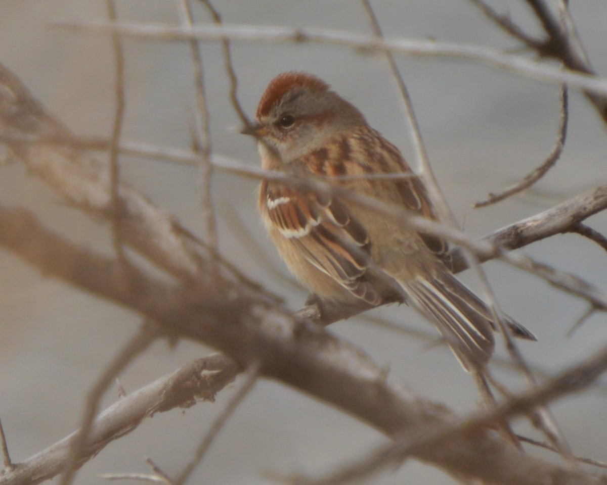 American Tree Sparrow - ML646741876