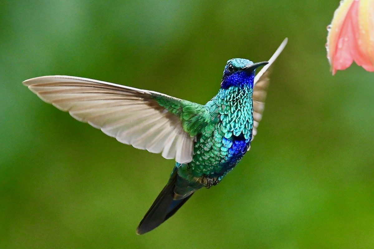 fiolørekolibri - ML646741877