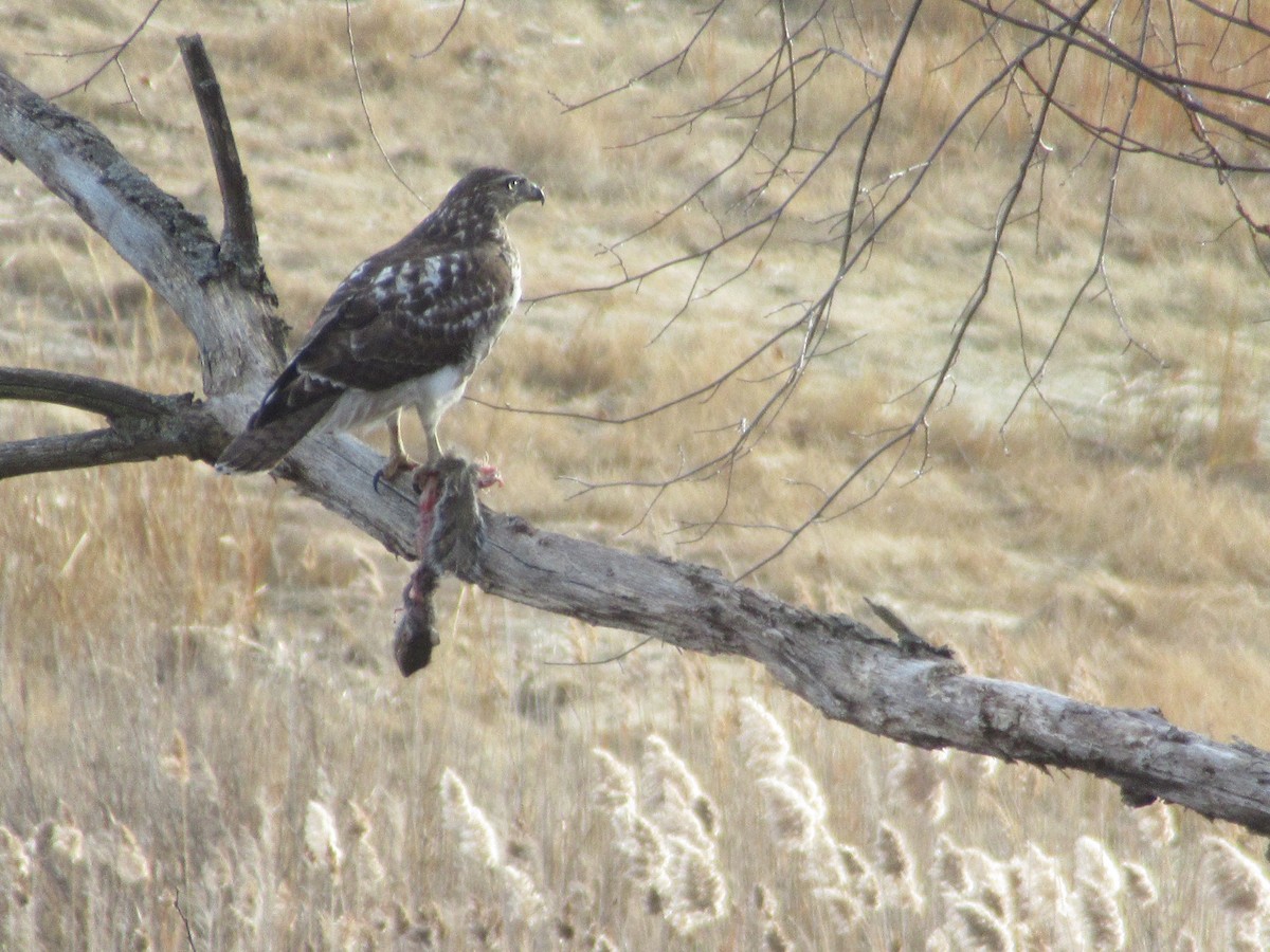 Buse à queue rousse - ML646741878