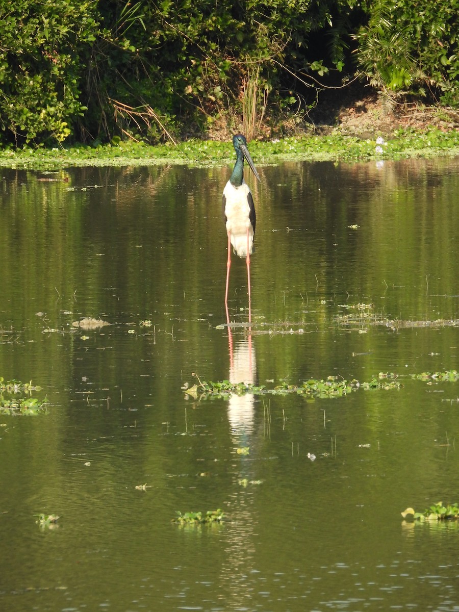 セイタカコウ - ML646741880