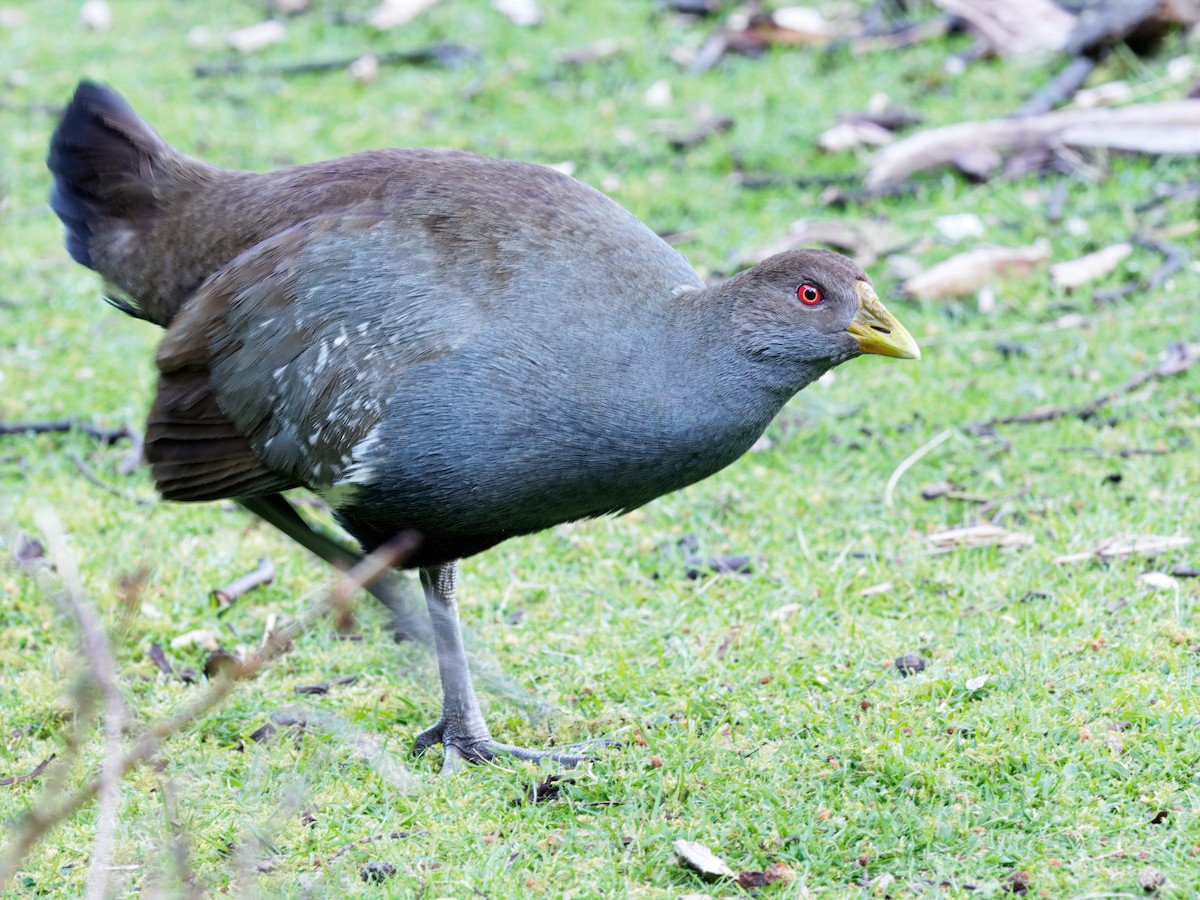 slípka tasmánská - ML646741881