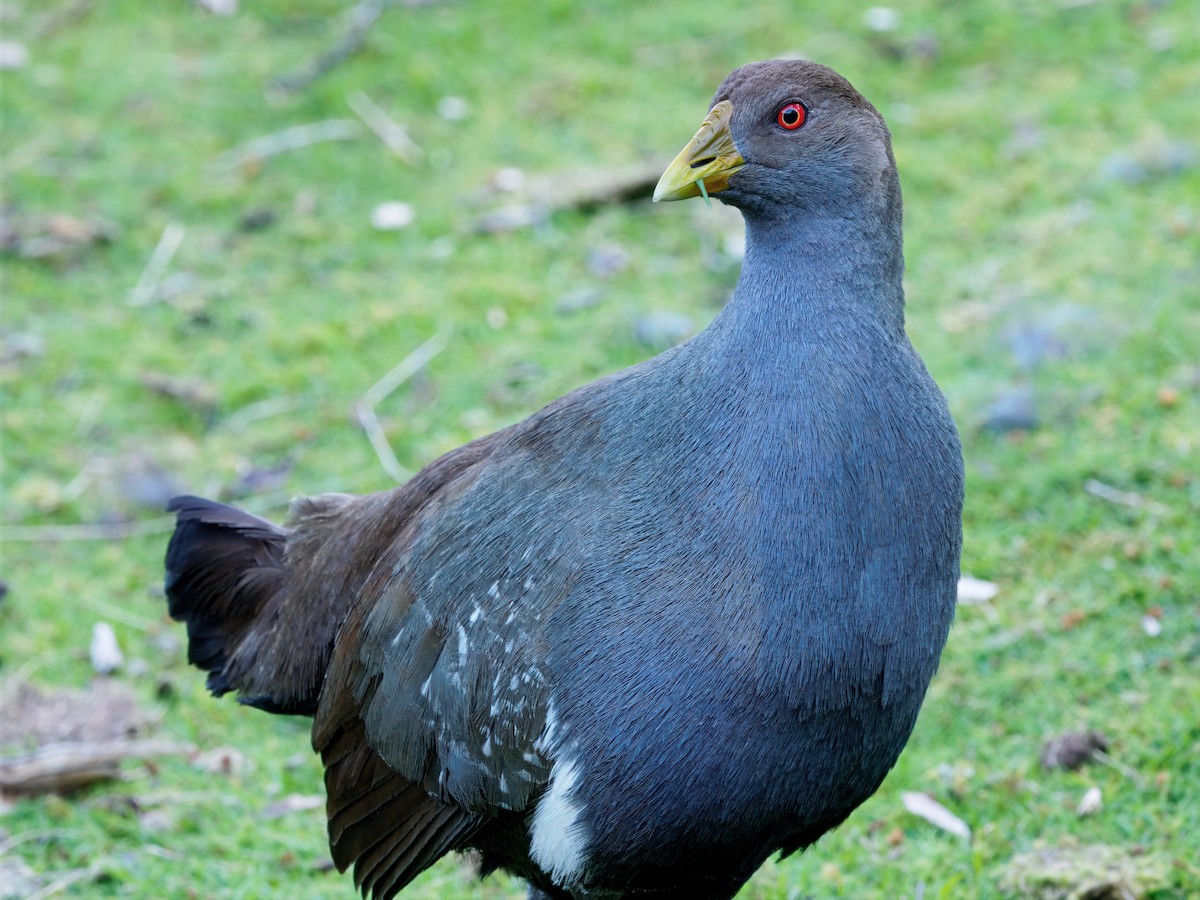 slípka tasmánská - ML646741882