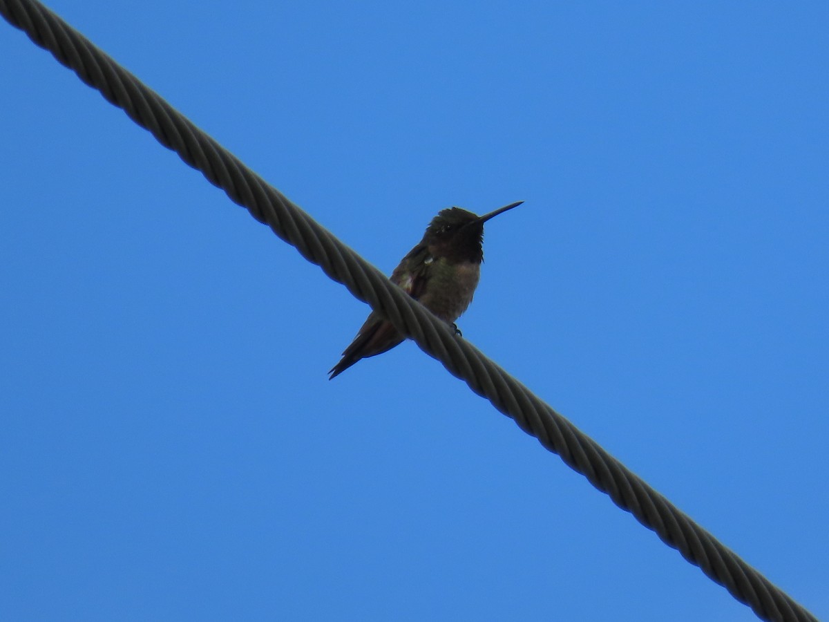 Colibri à gorge rubis - ML646741883