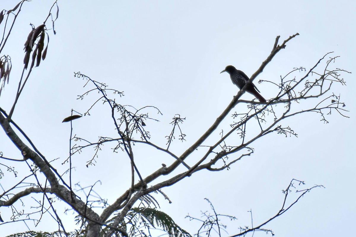 Maroon Oriole - ML646741884