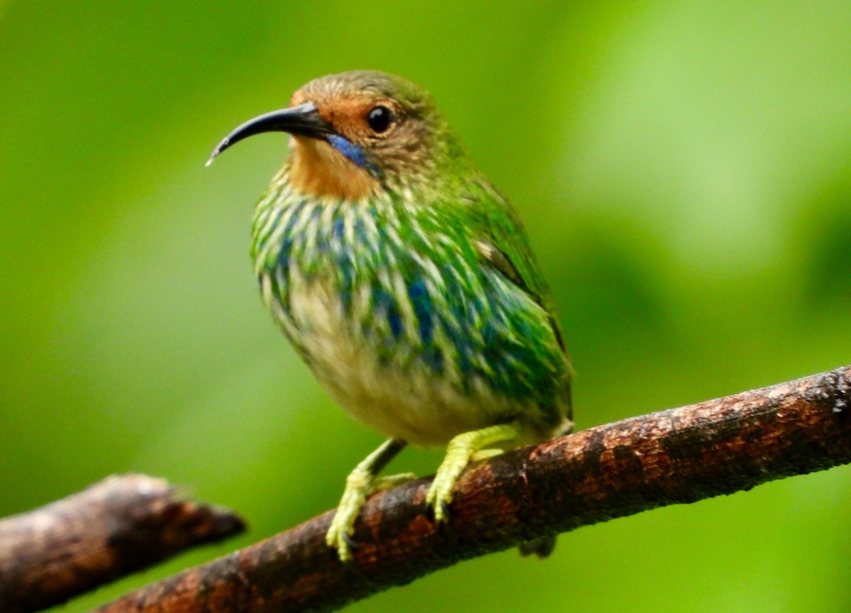 Purple Honeycreeper - ML646741885