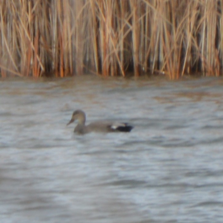 Gadwall - ML646741886