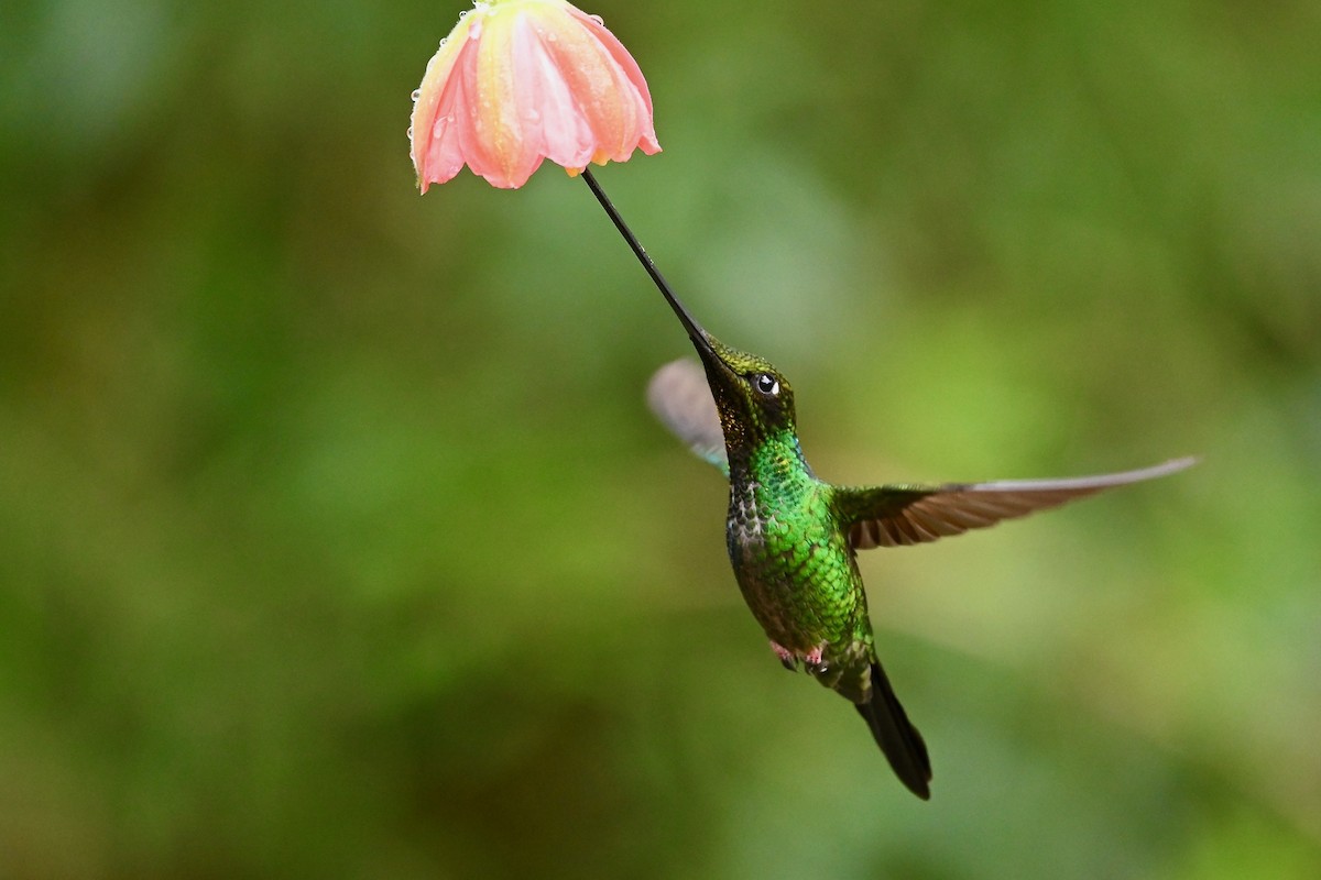 sverdkolibri - ML646741888