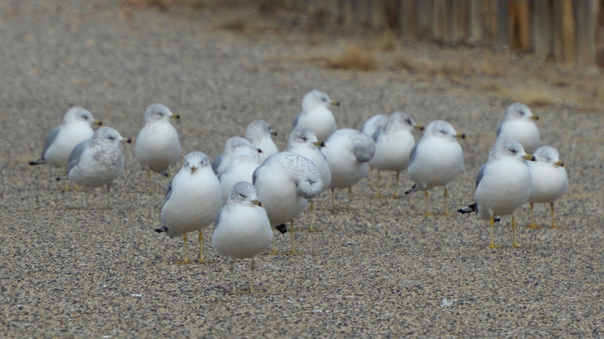 Ring-billed Gull - ML646741893