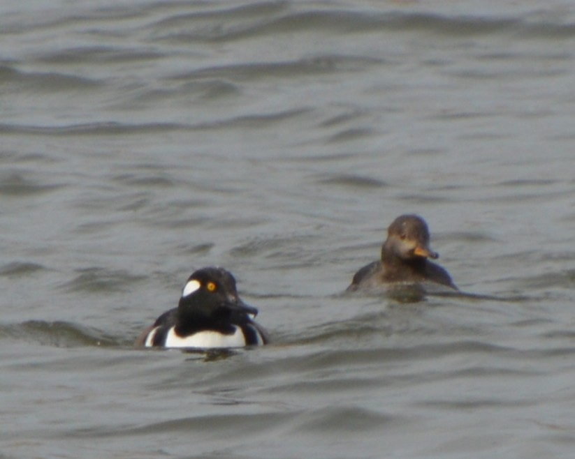 Hooded Merganser - ML646741900