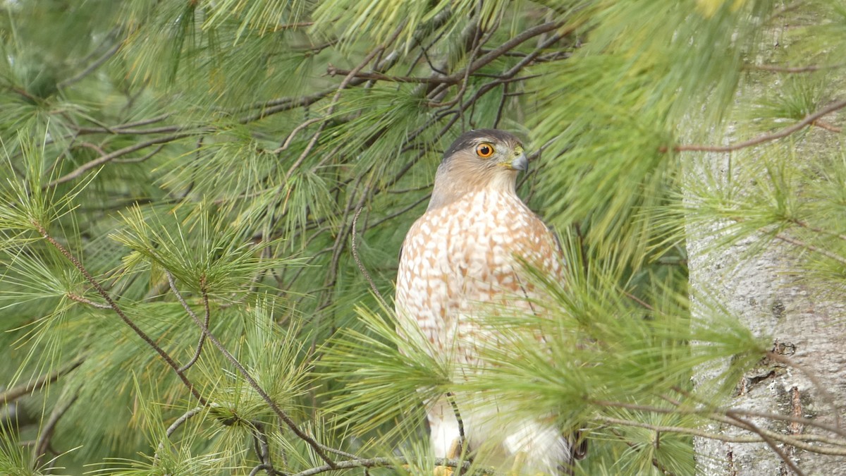 クーパーハイタカ - ML646741901