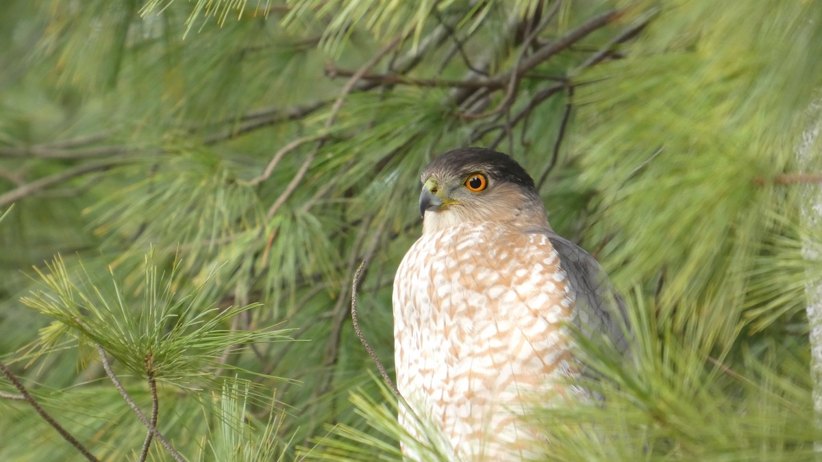 Cooper's Hawk - ML646741902