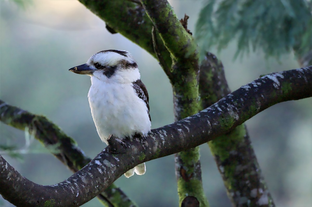 Laughing Kookaburra - ML646741904
