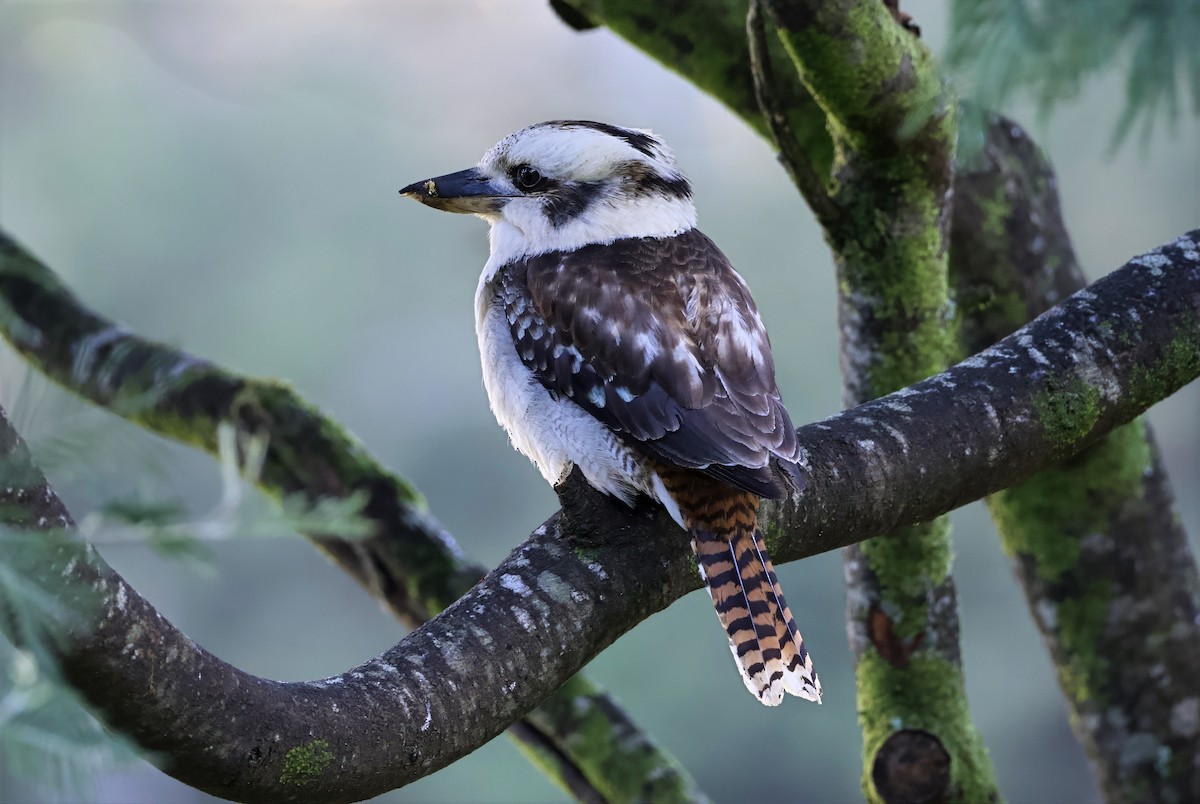 Laughing Kookaburra - ML646741905
