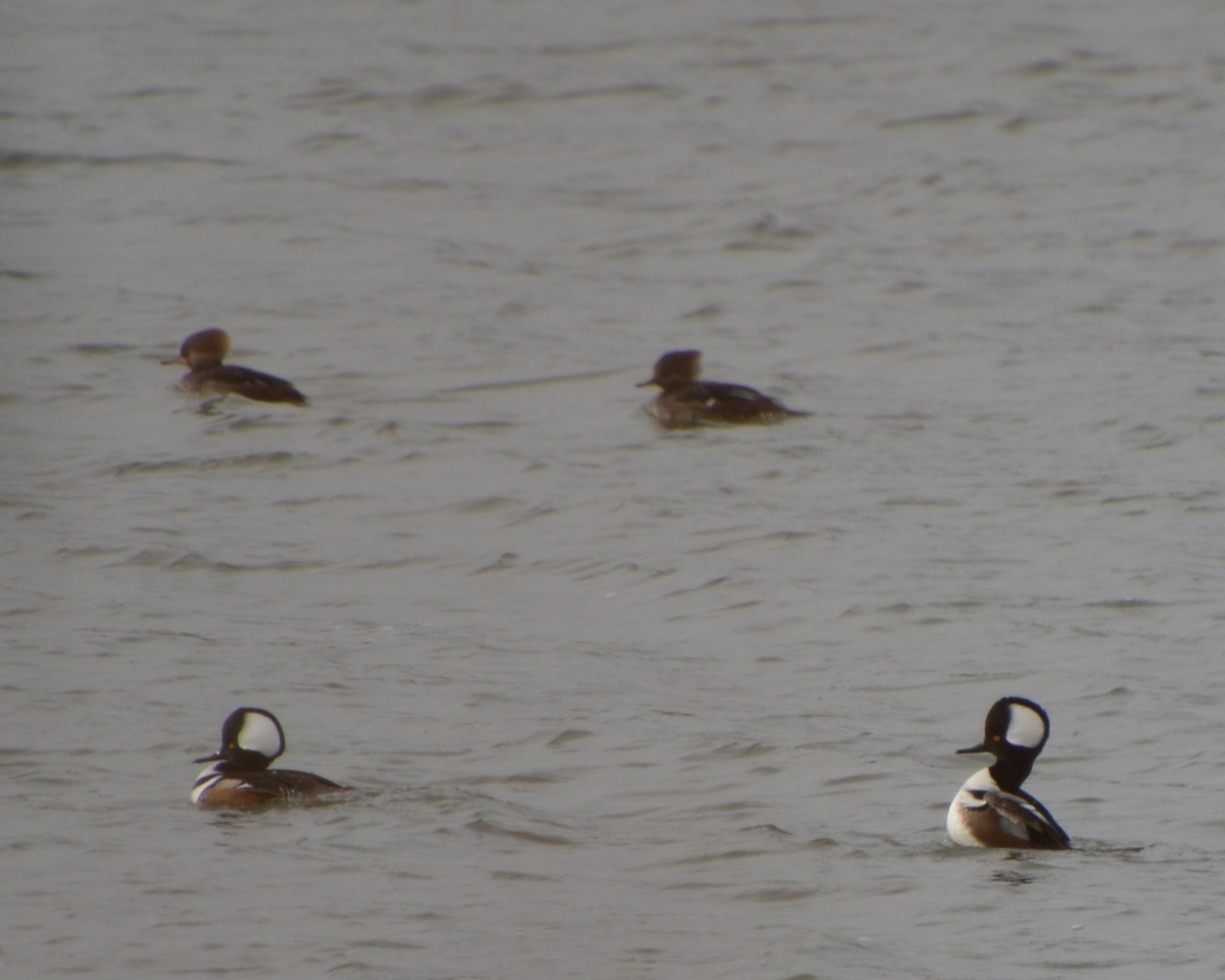 Hooded Merganser - ML646741906