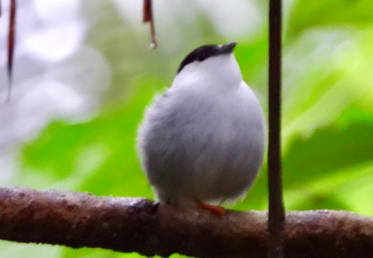 White-bearded Manakin - ML646741907