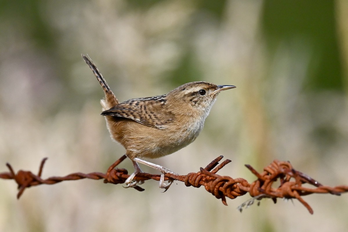 Травяной крапивник - ML646741911