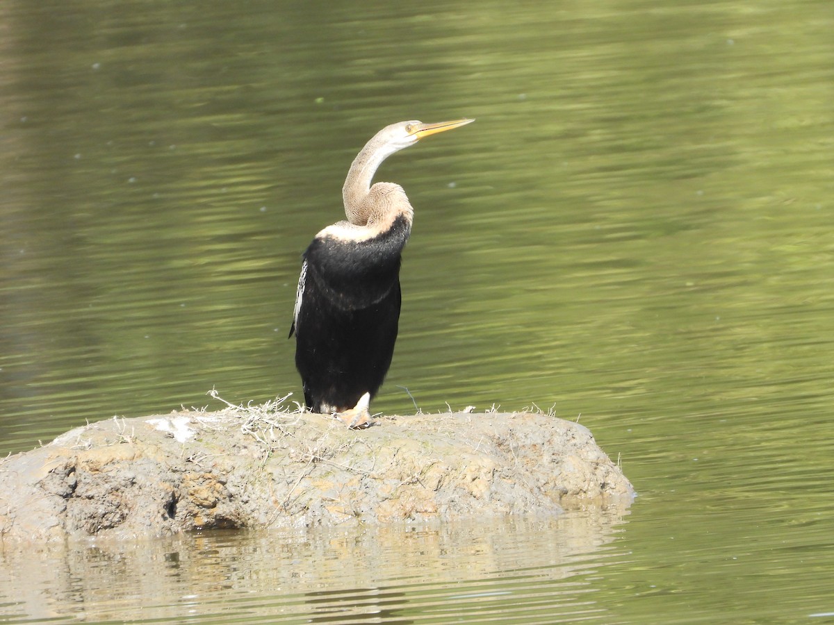 Anhinga roux - ML646741913