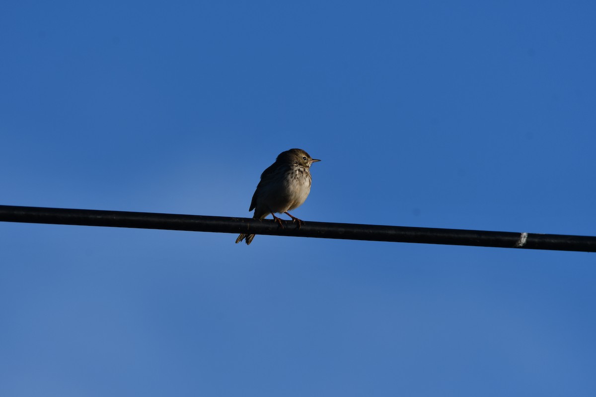 Berthelot's Pipit - ML646741919