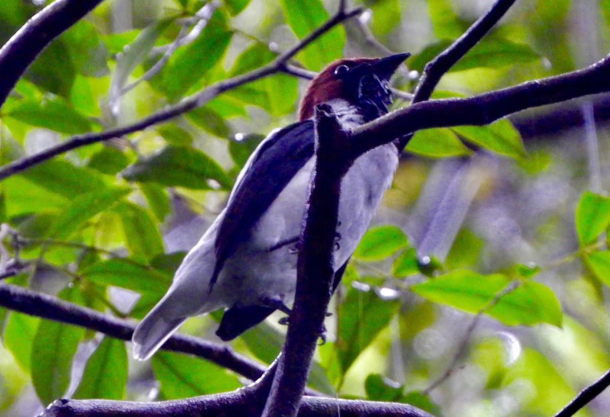 Bearded Bellbird - ML646741921