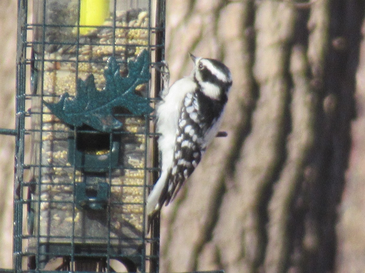 Pic mineur - ML646741927