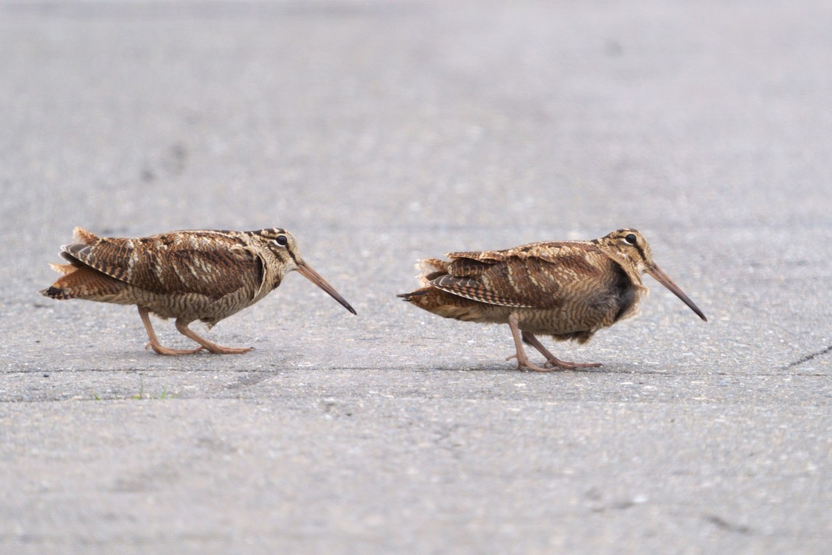 山鷸 - ML646741928