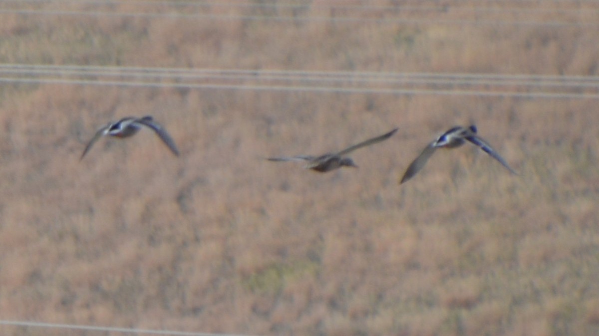 Mallard - ML646741929