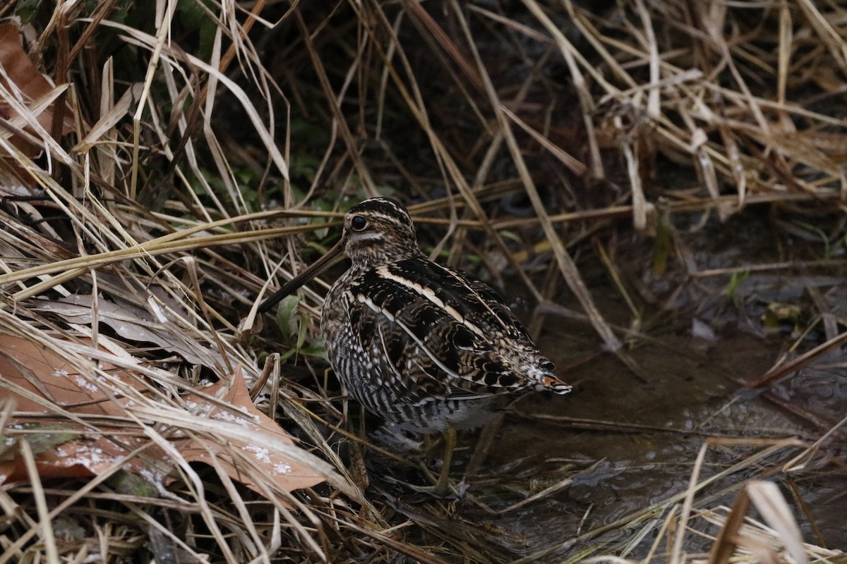Wilson's Snipe - ML646741930
