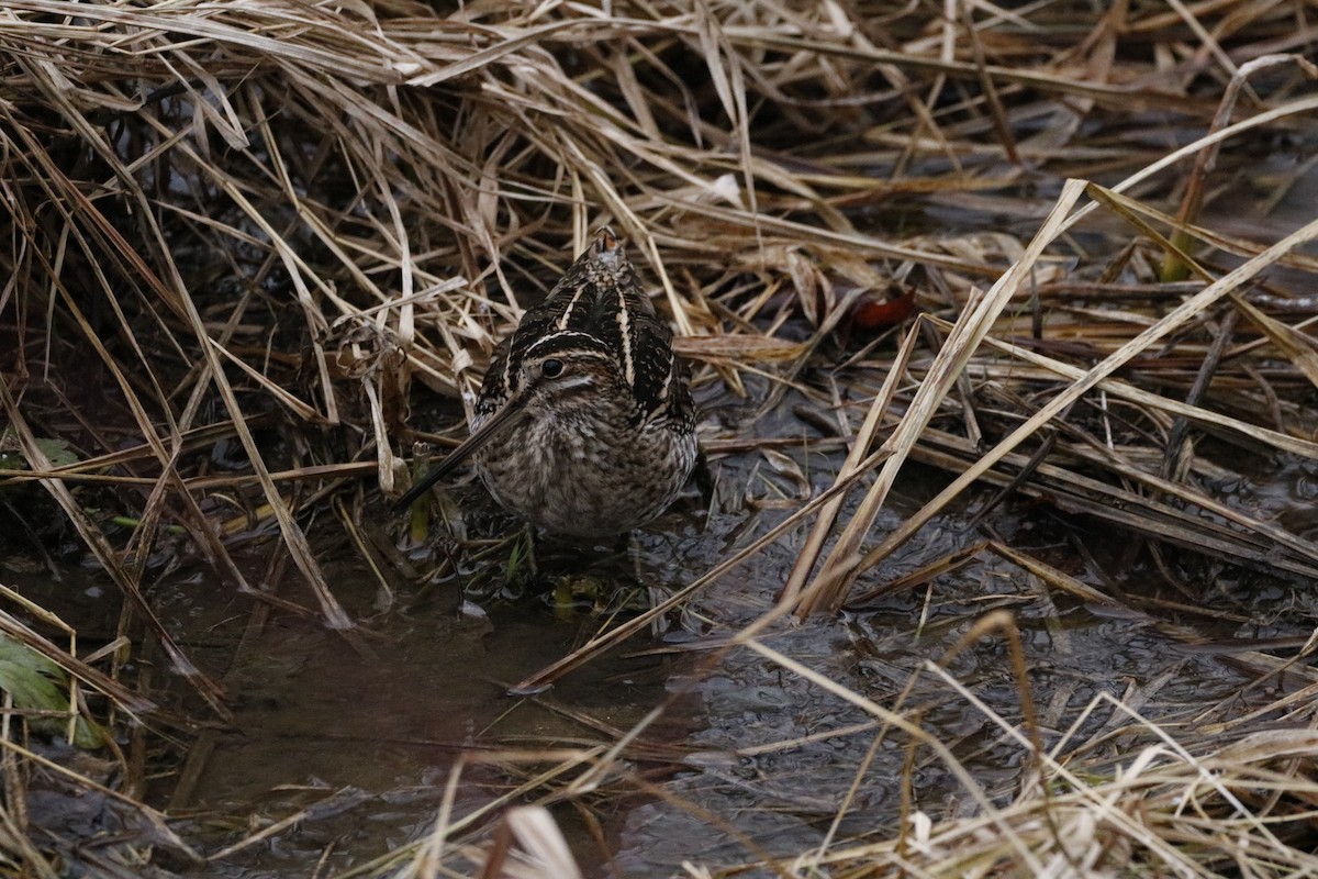 Wilson's Snipe - ML646741931