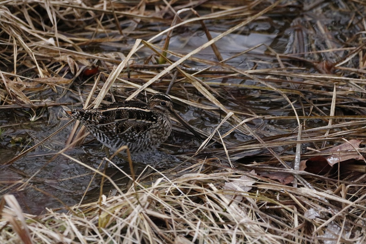 Wilson's Snipe - ML646741932