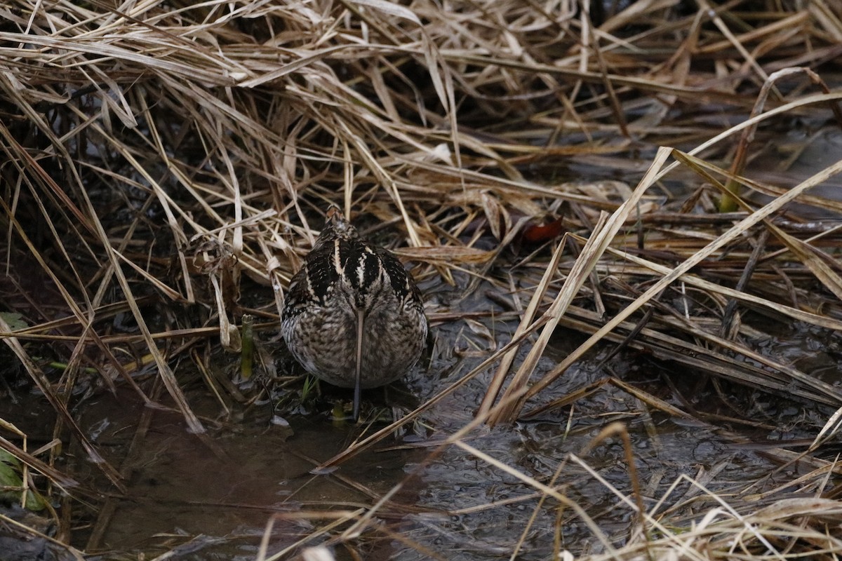Wilson's Snipe - ML646741933