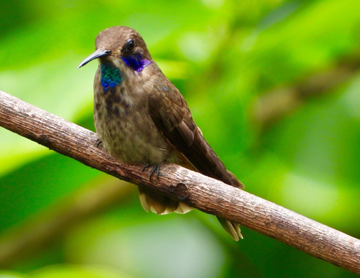 Brown Violetear - ML646741936