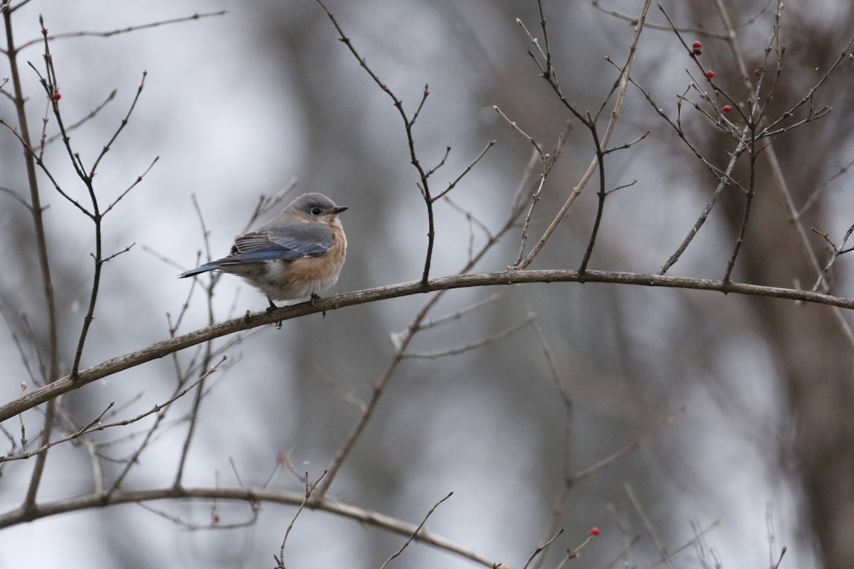 Doğulu Mavi Ardıç - ML646741937