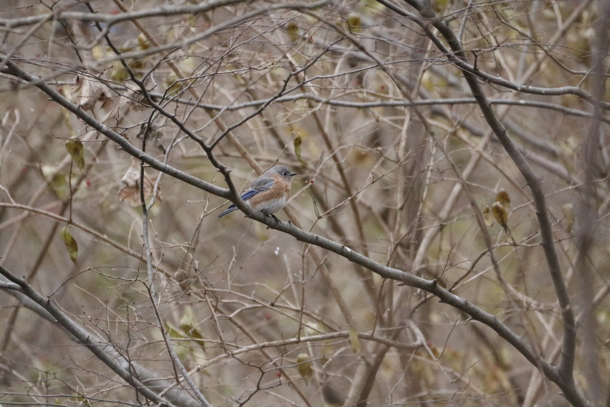 Azulejo Oriental - ML646741938