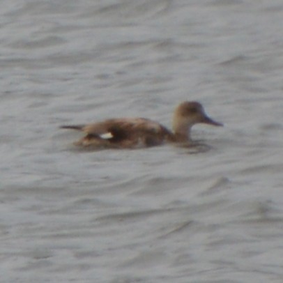 Boz Ördek - ML646741939