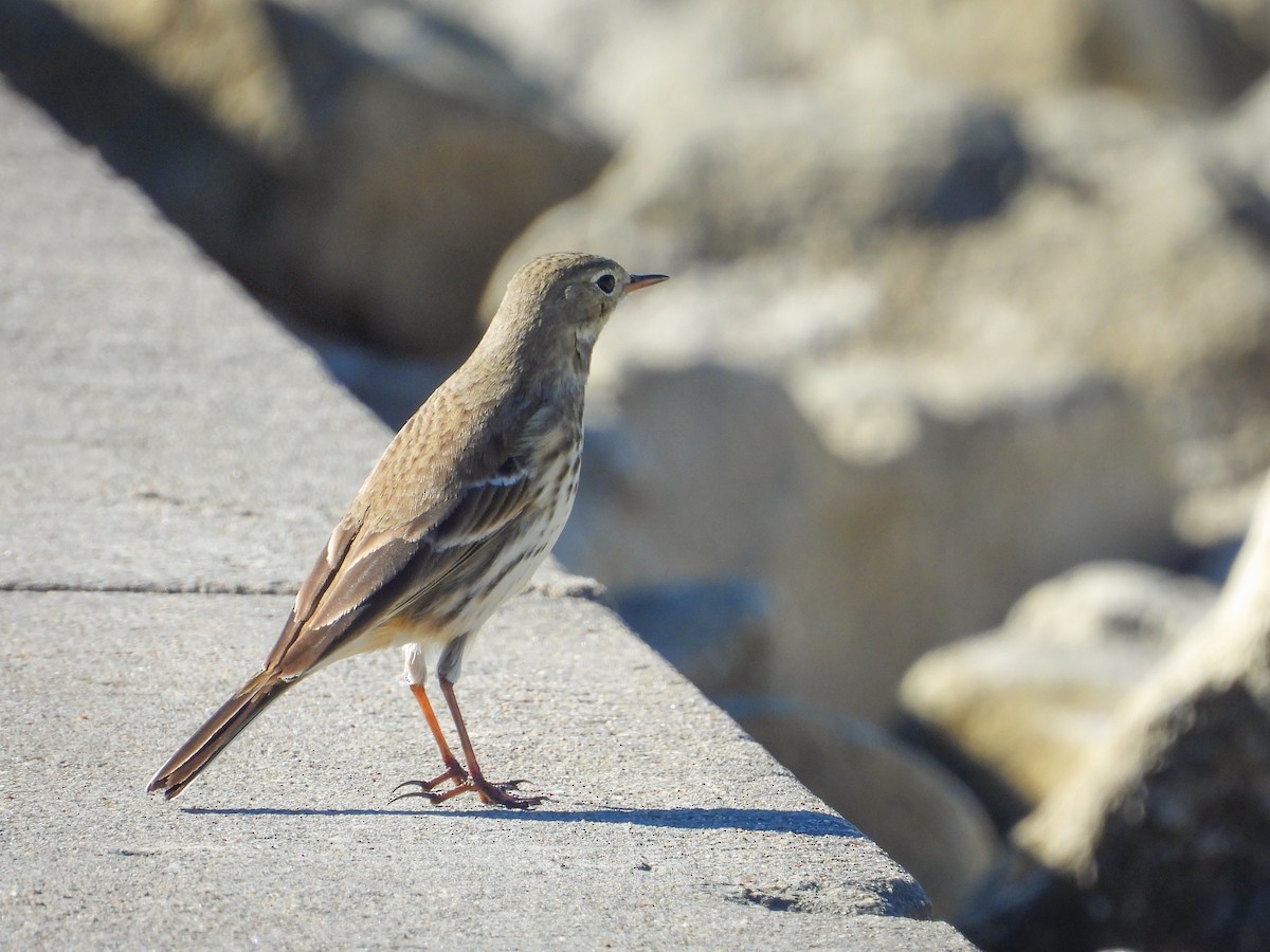 Amerika İncirkuşu - ML646741940