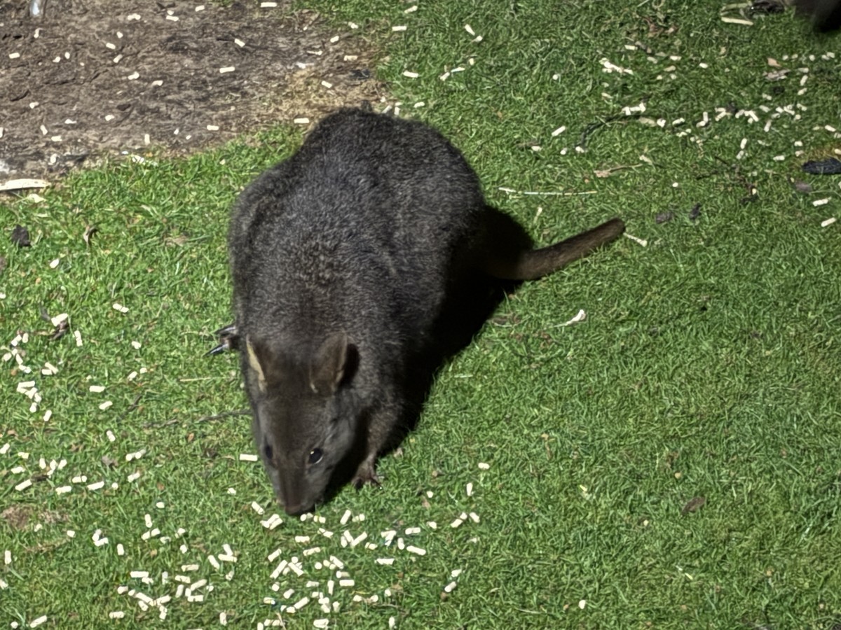 Rufous-bellied Pademelon - ML646741942