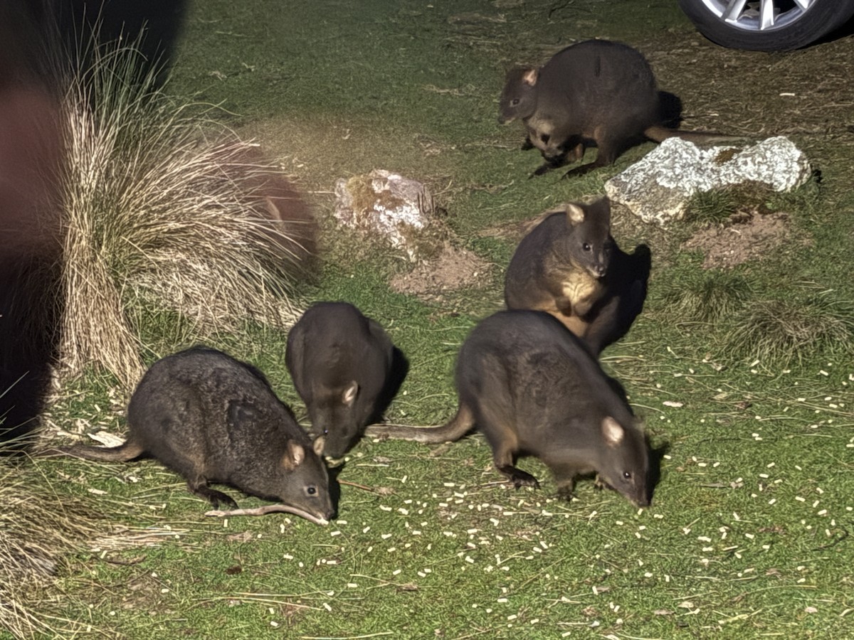 Rufous-bellied Pademelon - ML646741943