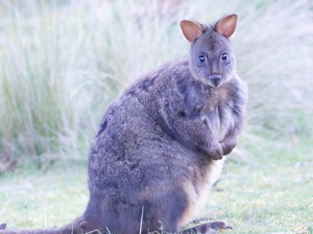 Rufous-bellied Pademelon - ML646741944