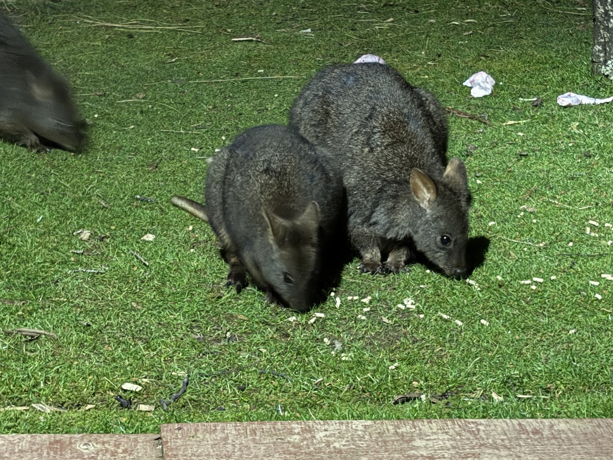 Rufous-bellied Pademelon - ML646741945