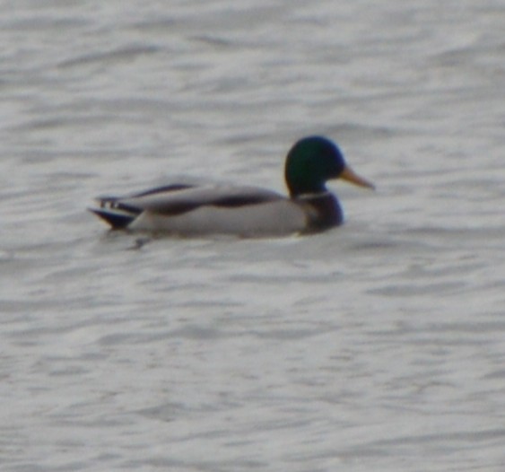 Yeşilbaş - ML646741947