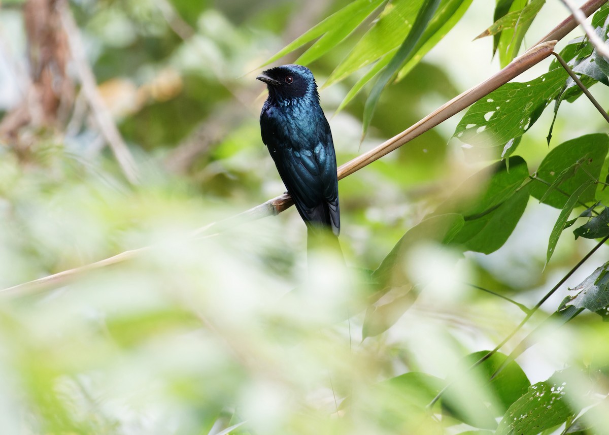 Küçük Raket Kuyruklu Drongo - ML646741948