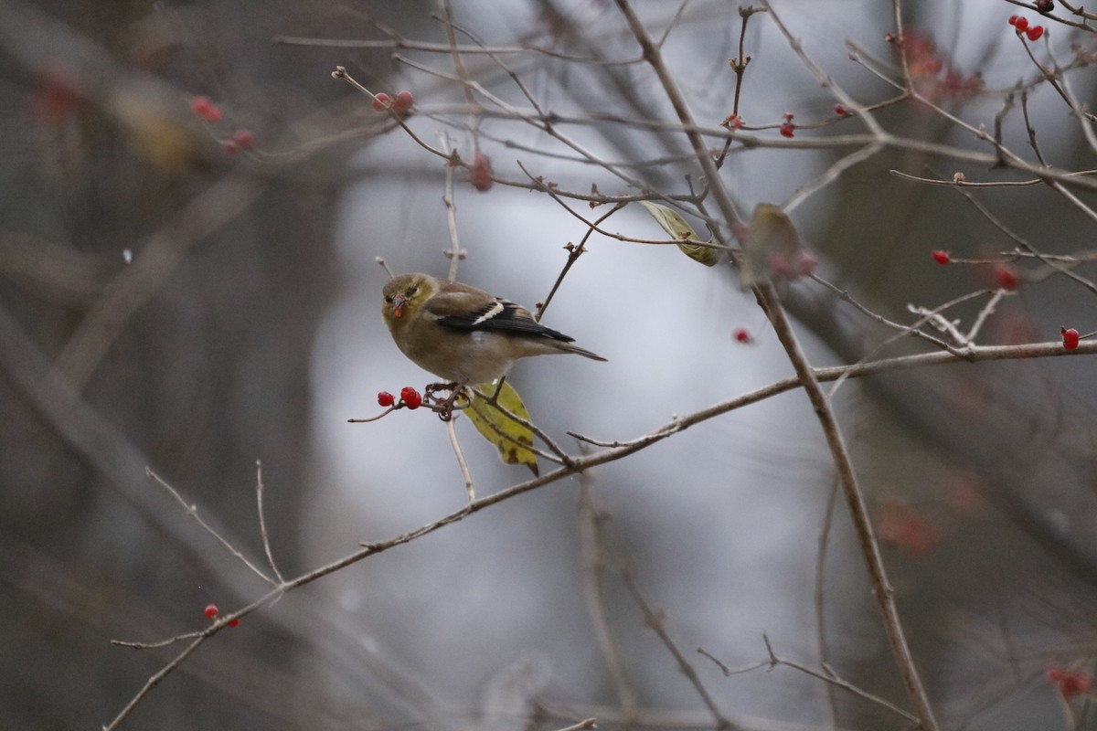 Altın İskete - ML646741949