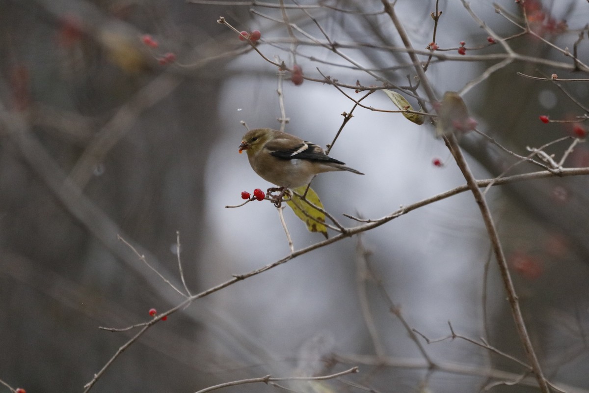 Altın İskete - ML646741950