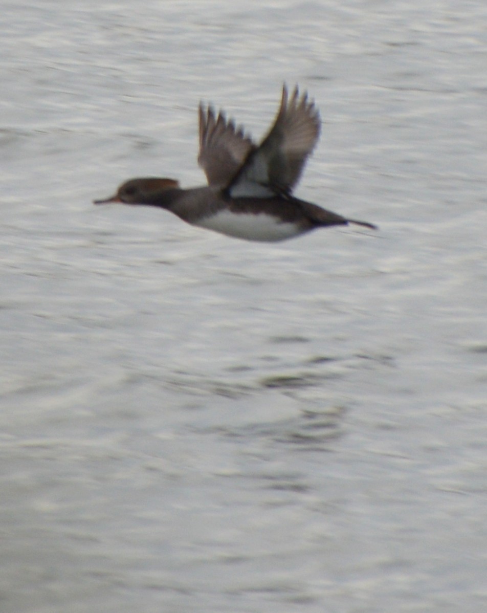 Başlıklı Tarakdiş - ML646741951