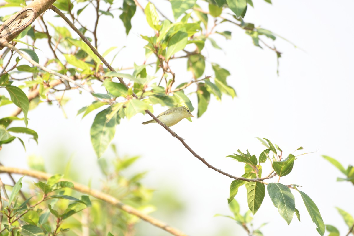 Yeşilimsi Çıvgın - ML646741952